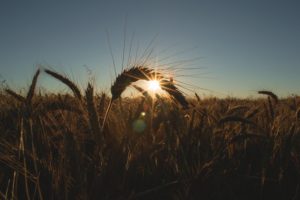 Harvest at Sunset